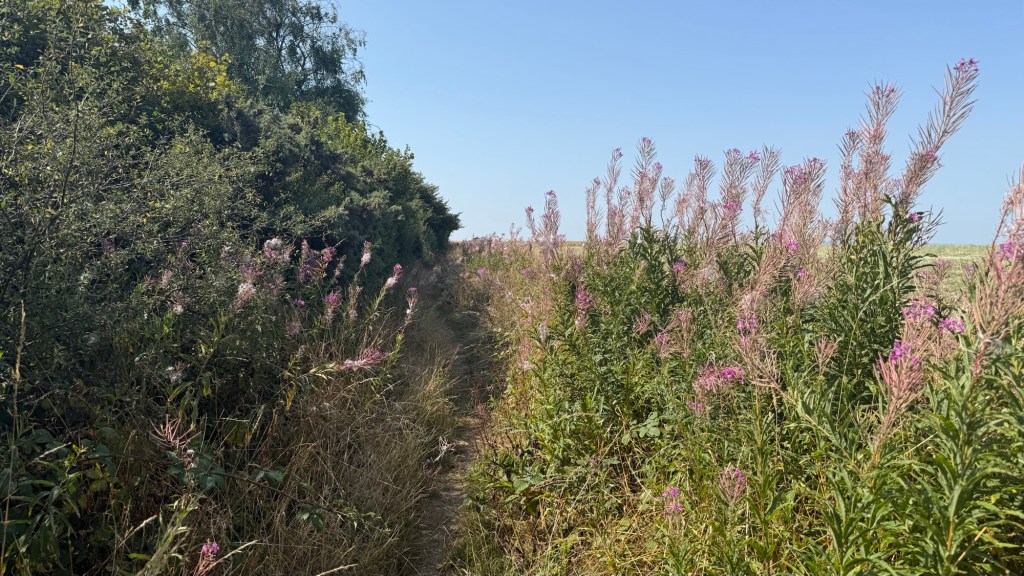 Rosebay willowherb